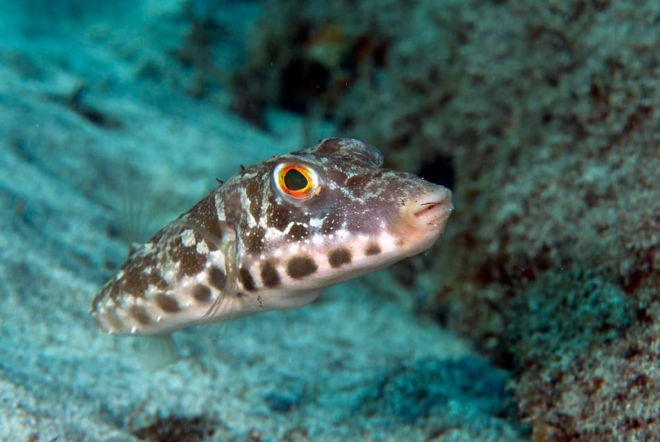 Guided Snorkeling Experience - Languages Available