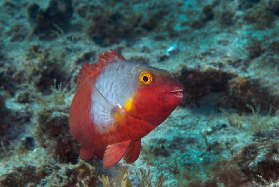 Guided Snorkeling Experience - Things To Know