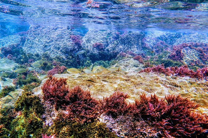 Guided snorkeling route in the Strait Natural Park - An In-Depth Look at the Snorkeling Adventure in Tarifa