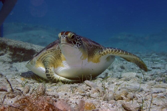 Guided snorkeling trip to the turtles in Protaras - Key points to consider about this snorkeling trip