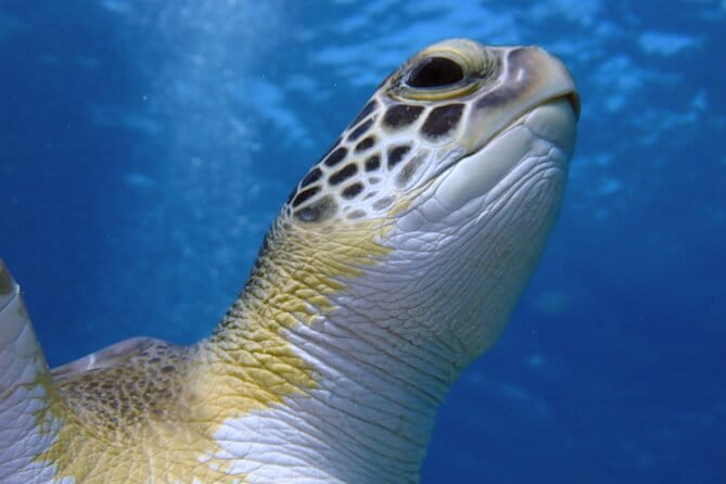 Guided snorkeling trip to the turtles in Protaras - Exploring the details: What the tour actually involves