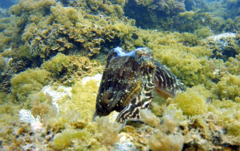 Guided Snorkelling experience in south of Gran Canaria - Who Should Consider This Tour?