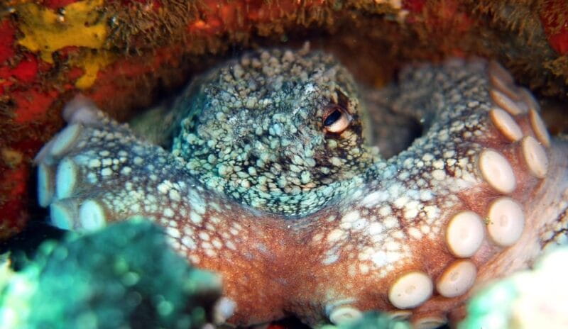 Guided Snorkelling experience in south of Gran Canaria - FAQ: Your Questions Answered