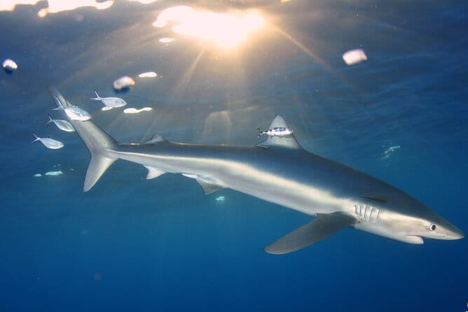 Guided Swimming Experience with Sharks in Portugal - Key Points