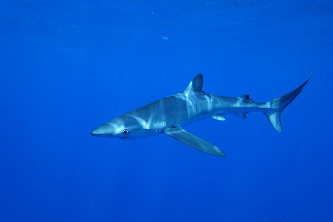 Guided Swimming Experience with Sharks in Portugal - The Sum Up