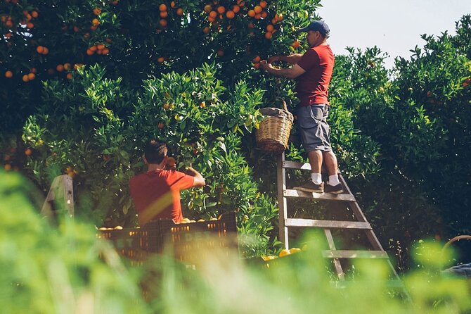 Guided Tasting Tour in 16TH Century House and Olive Oil Factory - Cancellation Policy and Booking