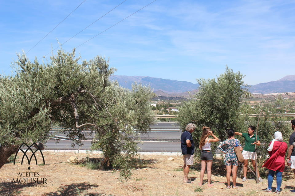 Guided Tour and Oil Tasting at the Aceites Molisur Factory - Experience Highlights