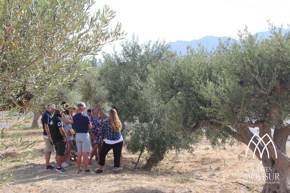 Guided Tour and Oil Tasting at the Aceites Molisur Factory - Meeting Information