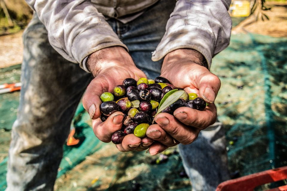 Guided Tour and Oil Tasting at the Aceites Molisur Factory - Tips for Visitors