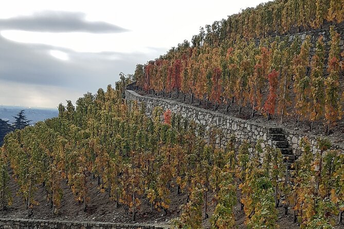 Guided Tour and Wine Tasting Northern Rhône Valley - Cancellation Policy