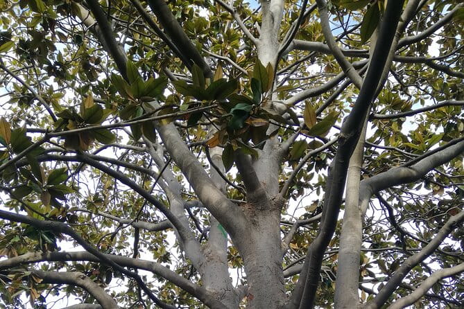 Guided Tour Ciutadella Park Nature, Triumphal Arch and Gaudí in Barcelona. - Starting Point: The Imposing Arc de Triomf