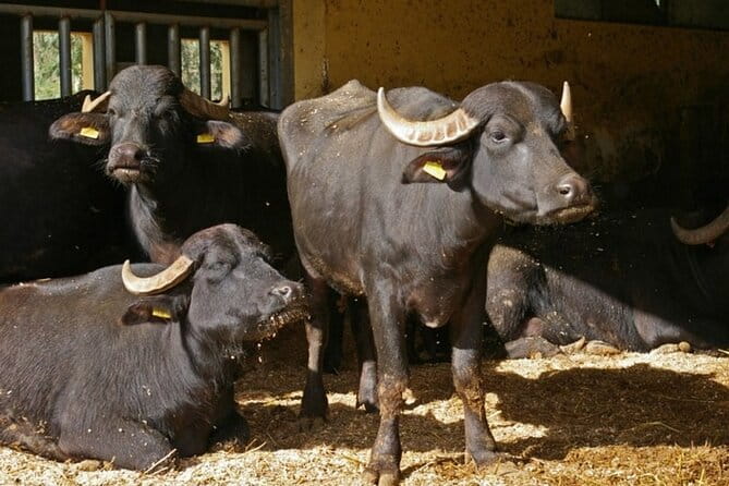 Guided tour from Agrigento: Sicilian traditions with a farm - Final Thoughts