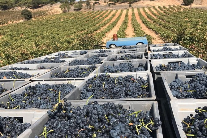 Guided Tour Glass in Hand With Wine Tasting Directly From the Barrel - Wine Tasting With Appetizers