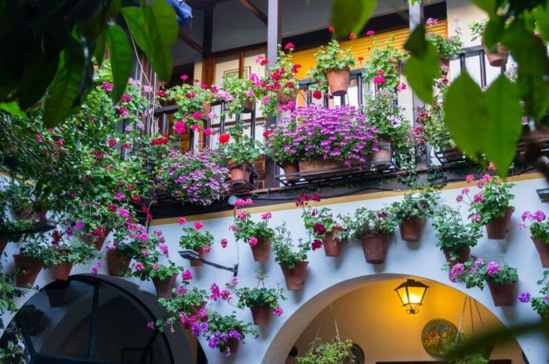Guided tour in Spanish to the courtyards of Córdoba - Who Should Consider This Tour?