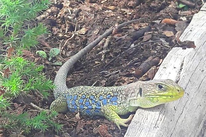 Guided Tour in the Enchanted City - Reviews and Badge of Excellence