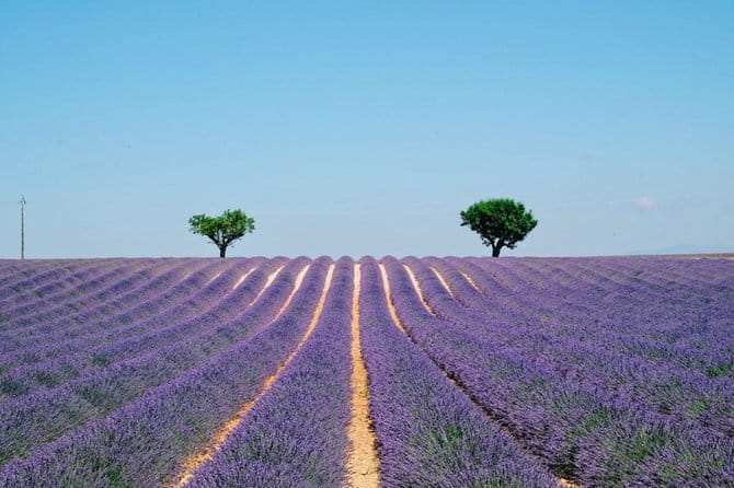 GUIDED TOUR: Lavender fields, the Gorges du Verdon - A Deep Dive into the Experience