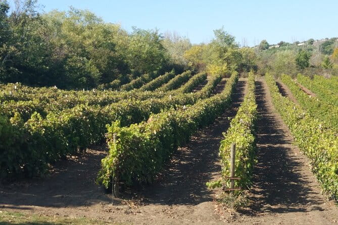 Guided Tour Of An Old Winery with Tasting from Alicante and Elche - Who Will Love This Tour?