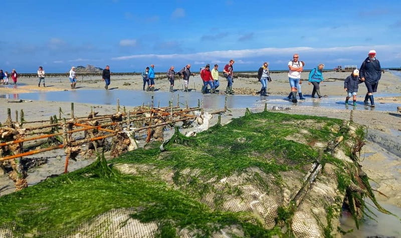 Guided tour of Cancale's oyster beds - Entering the Oyster Beds