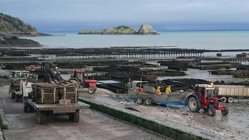 Guided tour of Cancale's oyster beds - Learning from an Oyster Farmer