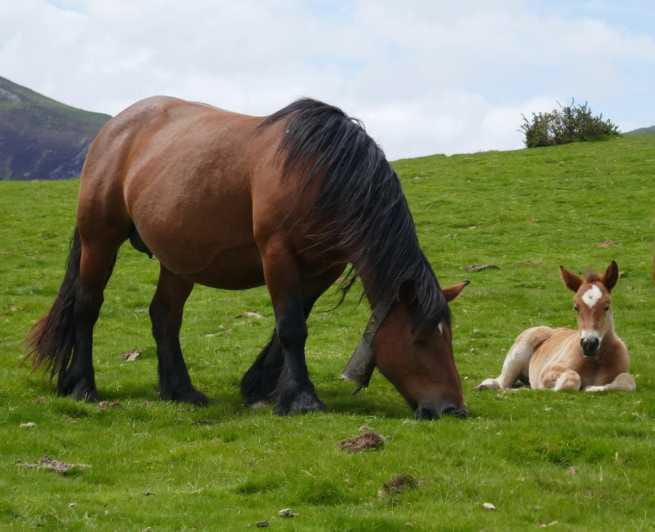 Guided tour of the 5 most beautiful towns in Basque Country - Key points / Takeaways