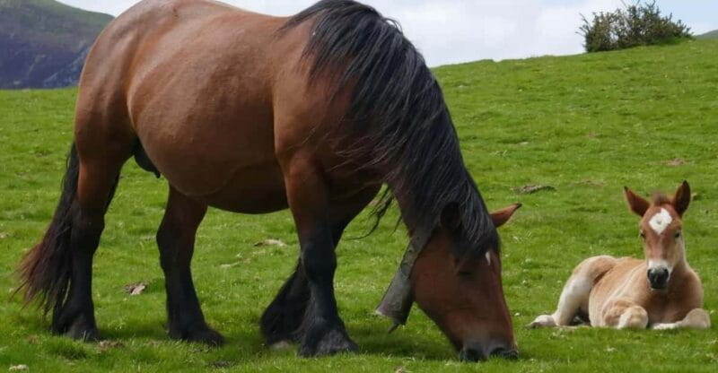 Guided tour of the 5 most beautiful towns in Basque Country - Who This Tour Is Perfect For