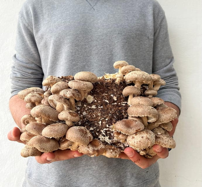 GUIDED TOUR + TASTE IN A MUSHROOM FARM - Price, Duration, and Practical Details