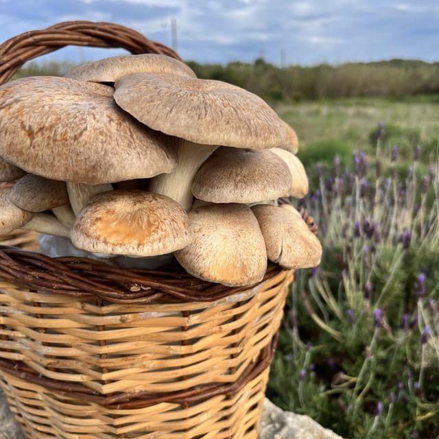 GUIDED TOUR + TASTE IN A MUSHROOM FARM - Why This Tour Stands Out in Menorca