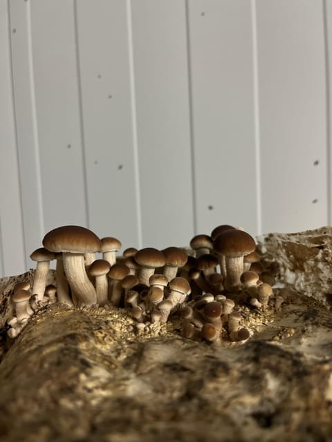 GUIDED TOUR + TASTE IN A MUSHROOM FARM - FAQs