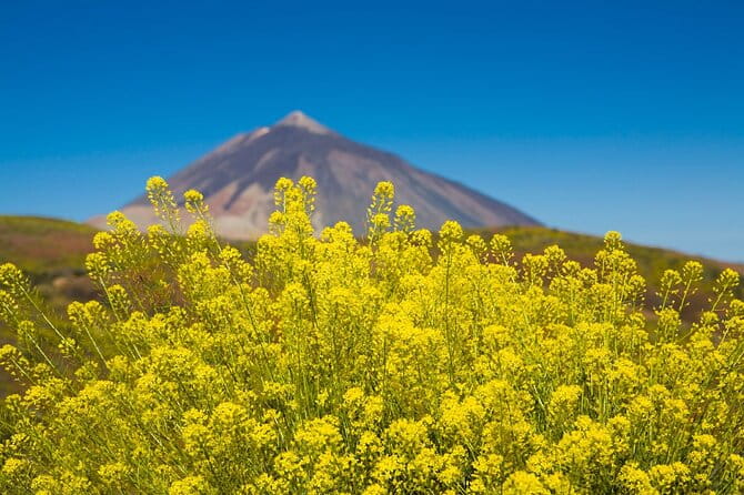 Guided Tour to Teide National Park in Tenerife - In-Depth Review