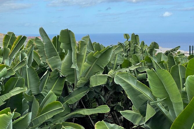 Guided Visit to the Banana Museum - Location and Accessibility