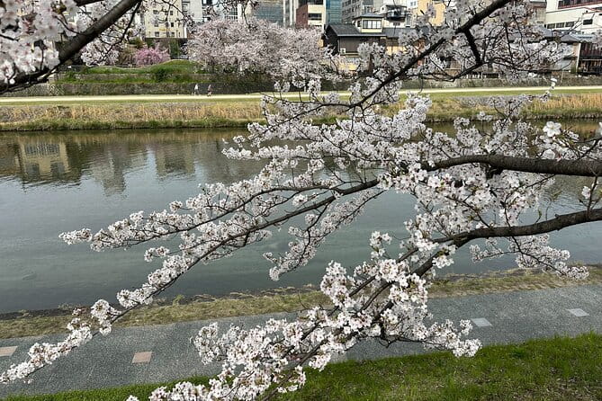 Guided Walking Tour in Kyoto - Key Points