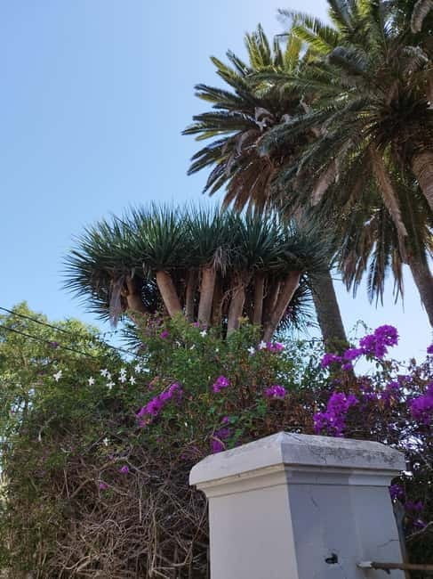 Guided walking tour in La Orotava 1:30 min, Tenerife - Key Points / Takeaways