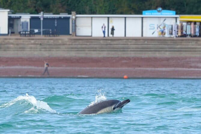 Guided Wildlife and Sea Cave Kayak Safari in English Riviera - Starting at Oddicombe Beach: A Thoughtful Introduction