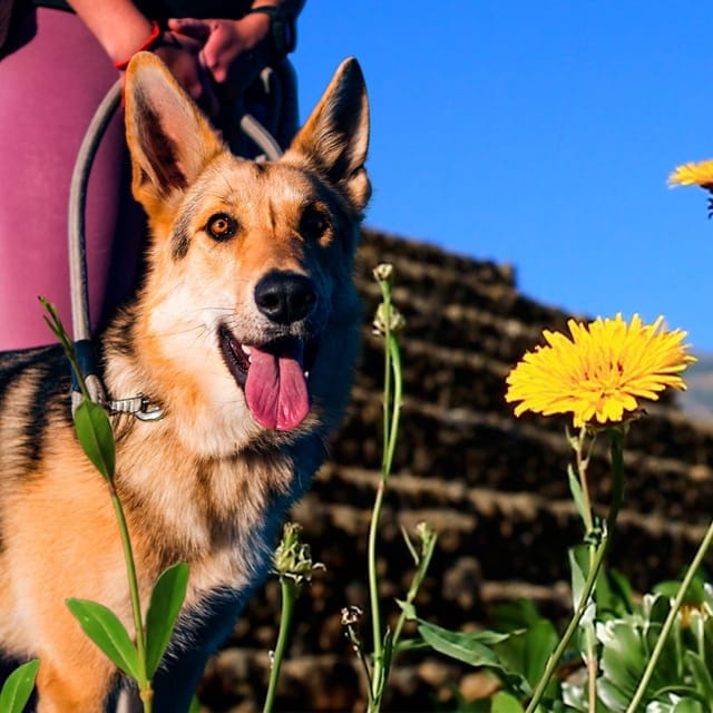 Guïmar: Pyramids of Güímar Ethnographic Park Entry Ticket - Park Size and Features