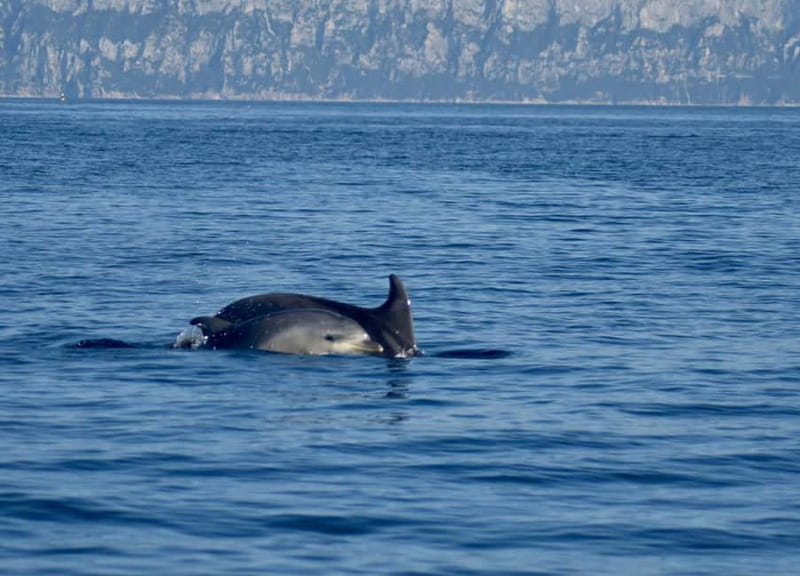 Gulf of Olbia: Dolphin watching by dinghy - A Detail-Rich Exploration of the Dolphin Watching Trip