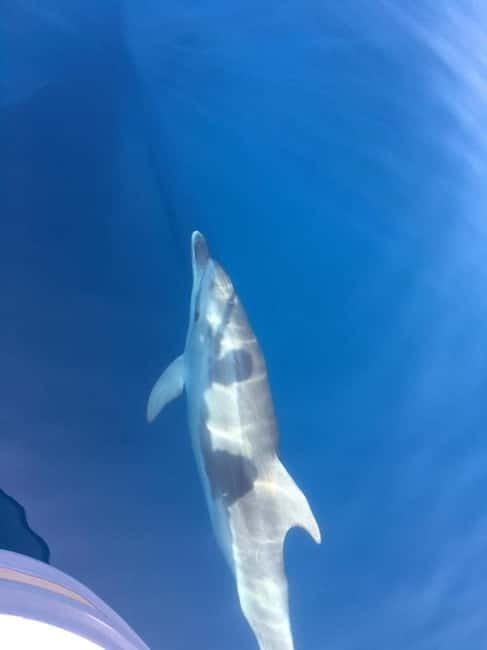 Gulf of Porto: Visit the Calanques de Piana and the Scandola Nature Reserve - Key Points / Takeaways