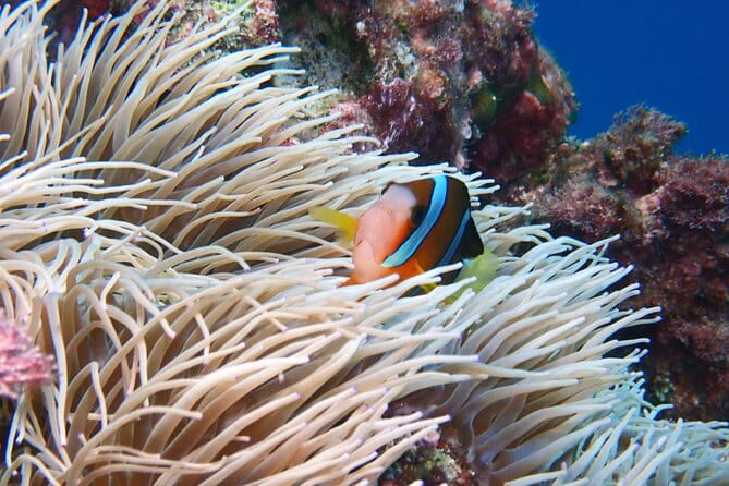 Half Day Amami Japan Boat Snorkeling Adventure - Key Points