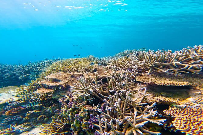 Half Day Amami Japan Boat Snorkeling Adventure - Health and Safety Requirements
