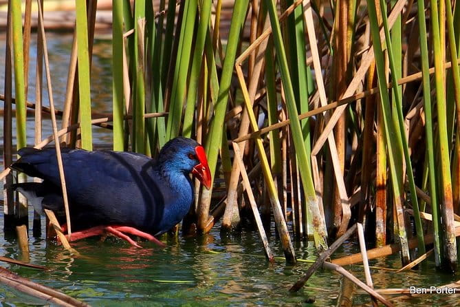 Half-day birdwatching around Faro - Exploring the Wetlands Near Faro with A Rocha Life