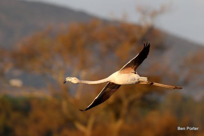 Half-day birdwatching around Faro - What to Expect: From Early Morning to Scenic Wrap-Up