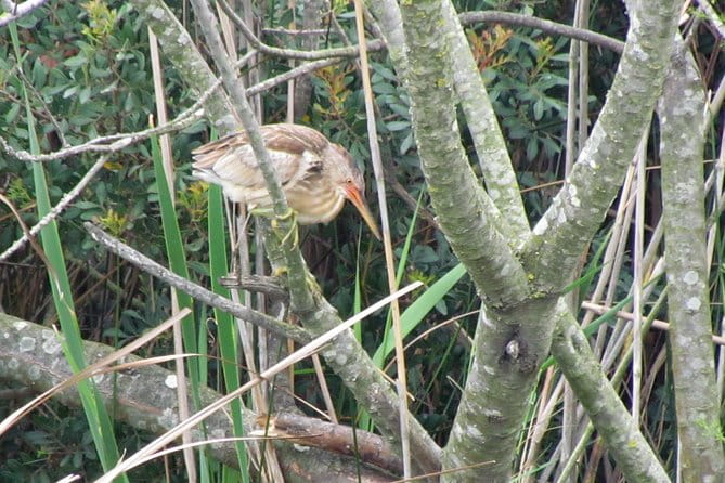 Half-day birdwatching around Faro - Price and How It Compares