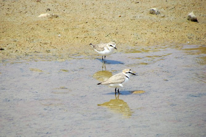 Half-day birdwatching around Faro - Final Thoughts: Is It Worth It?