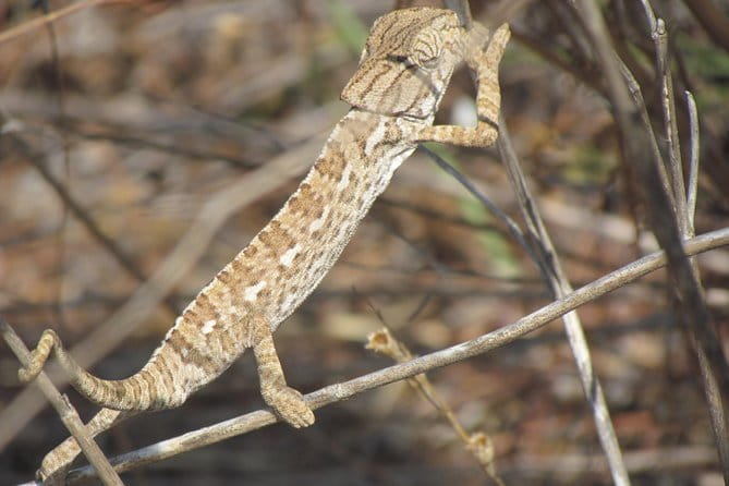 Half-day birdwatching around Faro - Frequently Asked Questions