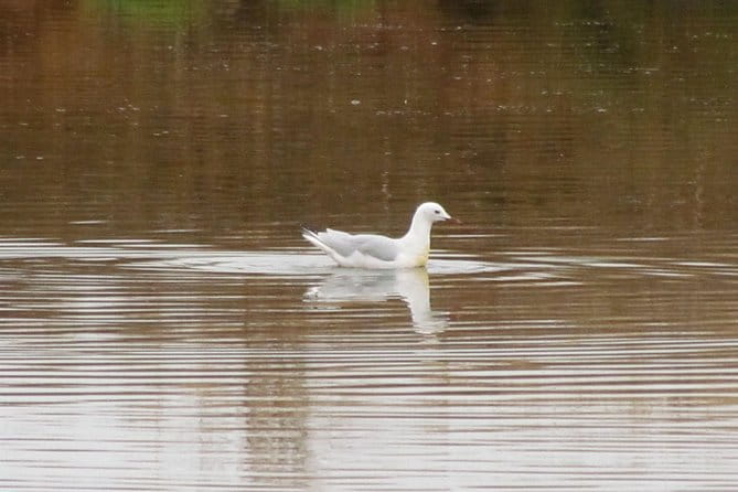 Half-day birdwatching around Tavira - The Sum Up: A Must-Do for Nature and Bird Enthusiasts