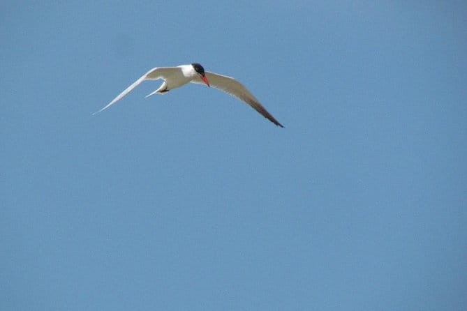 Half-day birdwatching at Alvor dunes - Final Thoughts: Is This the Right Tour for You?