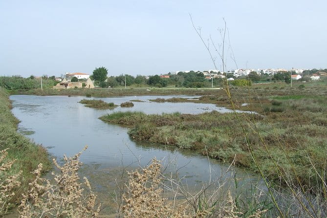 Half-day birdwatching at the Abicada marshed - An In-Depth Look at the Birdwatching Experience