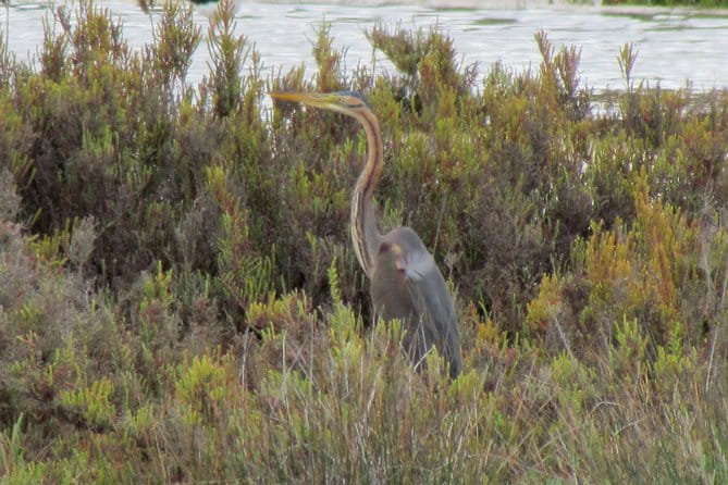 Half-day birdwatching at the Abicada marshed - Who This Tour is Perfect For