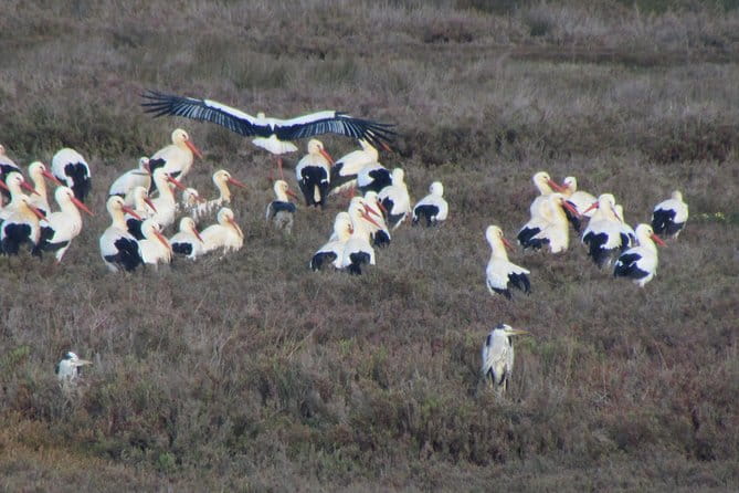 Half-day birdwatching at the Abicada marshed - FAQ Section