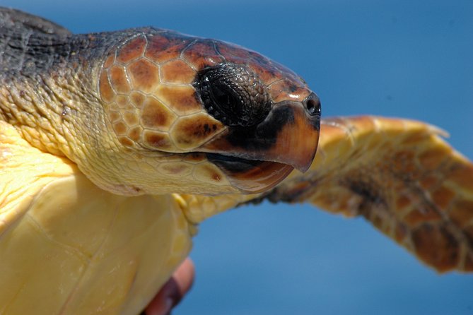 Half-Day Catamaran Trip From Funchal - Additional Information and Reminders