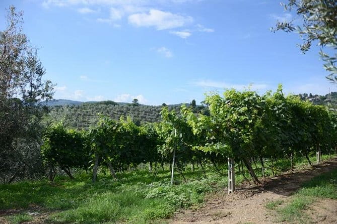 Half-Day Chianti Wine and Olive Oil Tour from Viareggio - The Scenery and Atmosphere